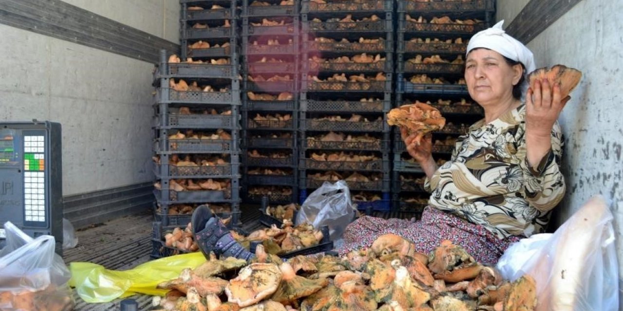 Milas’ta Çıntar mevsimi başladı, kilosu 150 TL’den satılıyor