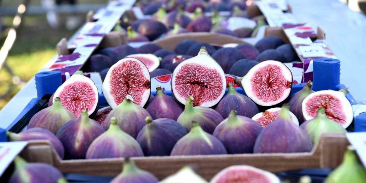 Osmangazi’de siyah incirler yarıştı