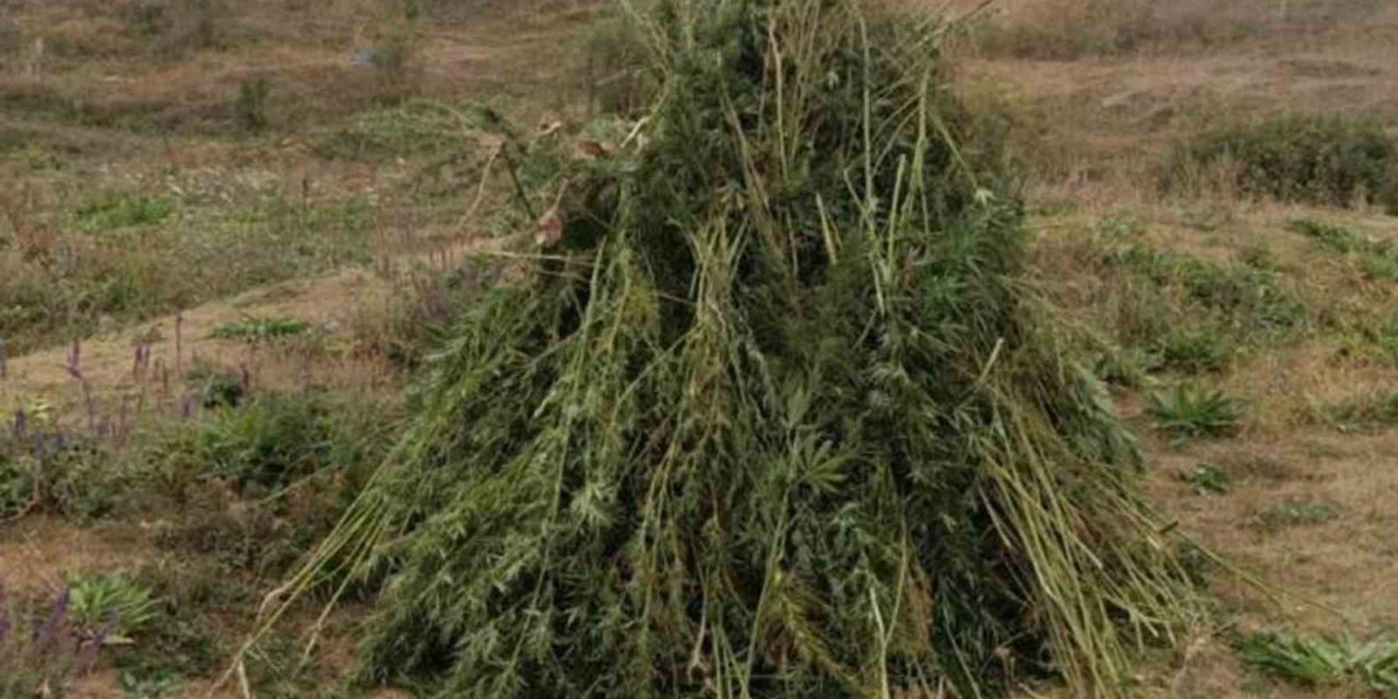 Kendiliğinden yetişen 66 bin 622 kök kenevir imha edildi