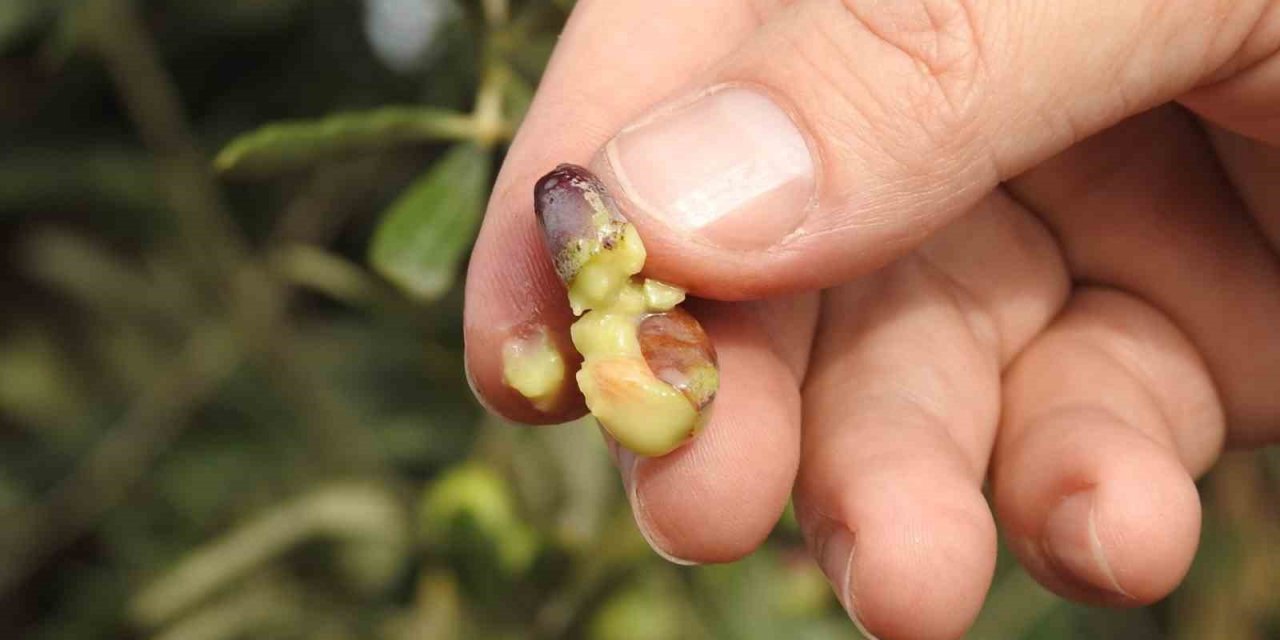 Son yağan yağışlar zeytine ilaç gibi geldi