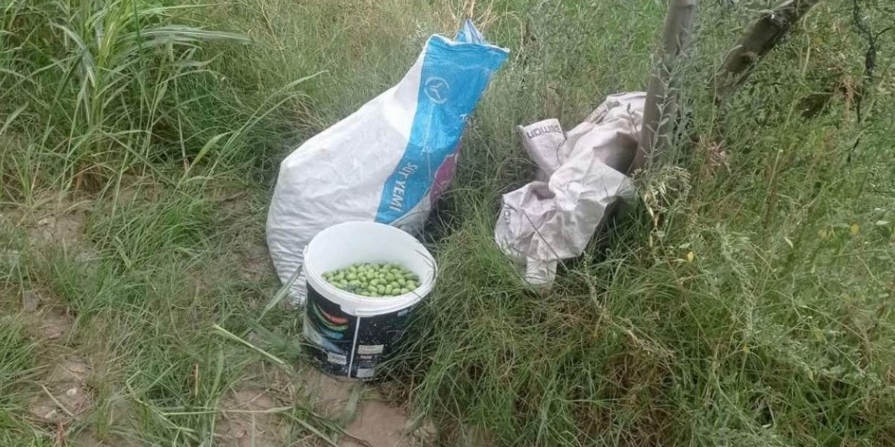 Zeytin hırsızları suçüstü yakalandı