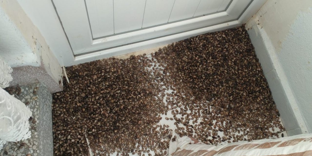 Yılda 300 kat çoğalabiliyor: Kahverengi kokarcalar, Ordu’da toplu şekilde evlere giriyor