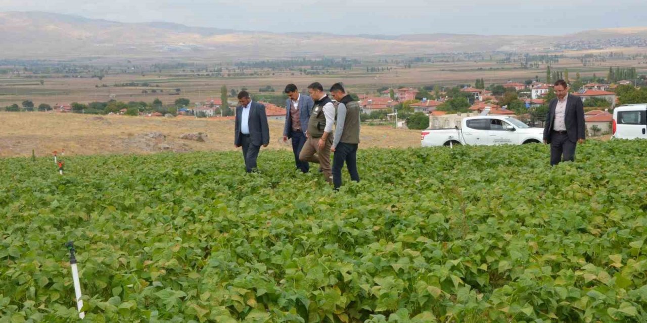 Fasulye hasadı bu yıl 16 bin ton olarak gerçekleşti