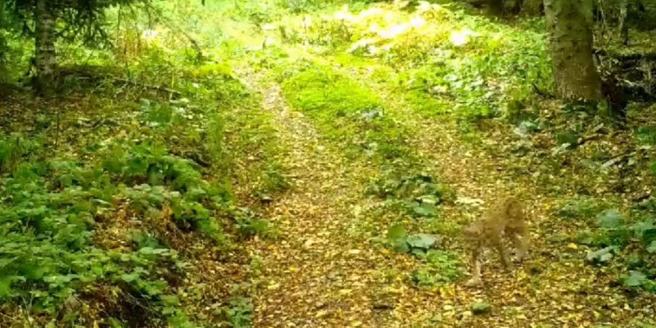 Ormanın hayaleti Düzce’de fotokapana takıldı