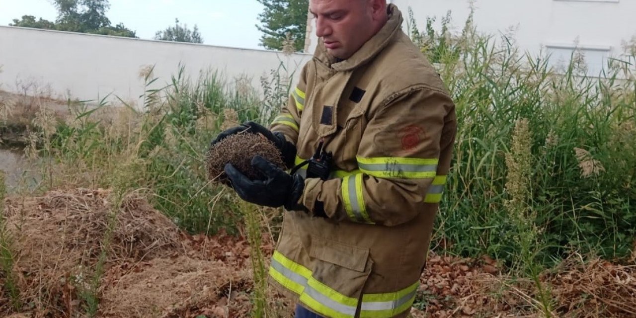 Kapı parmaklıklarına sıkışan kirpi itfaiye ekiplerince kurtarıldı