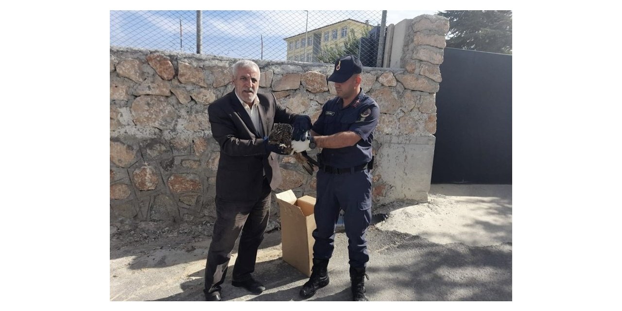 Elazığ’da jandarmanın bulduğu 2 yaralı baykuş koruma altına alındı