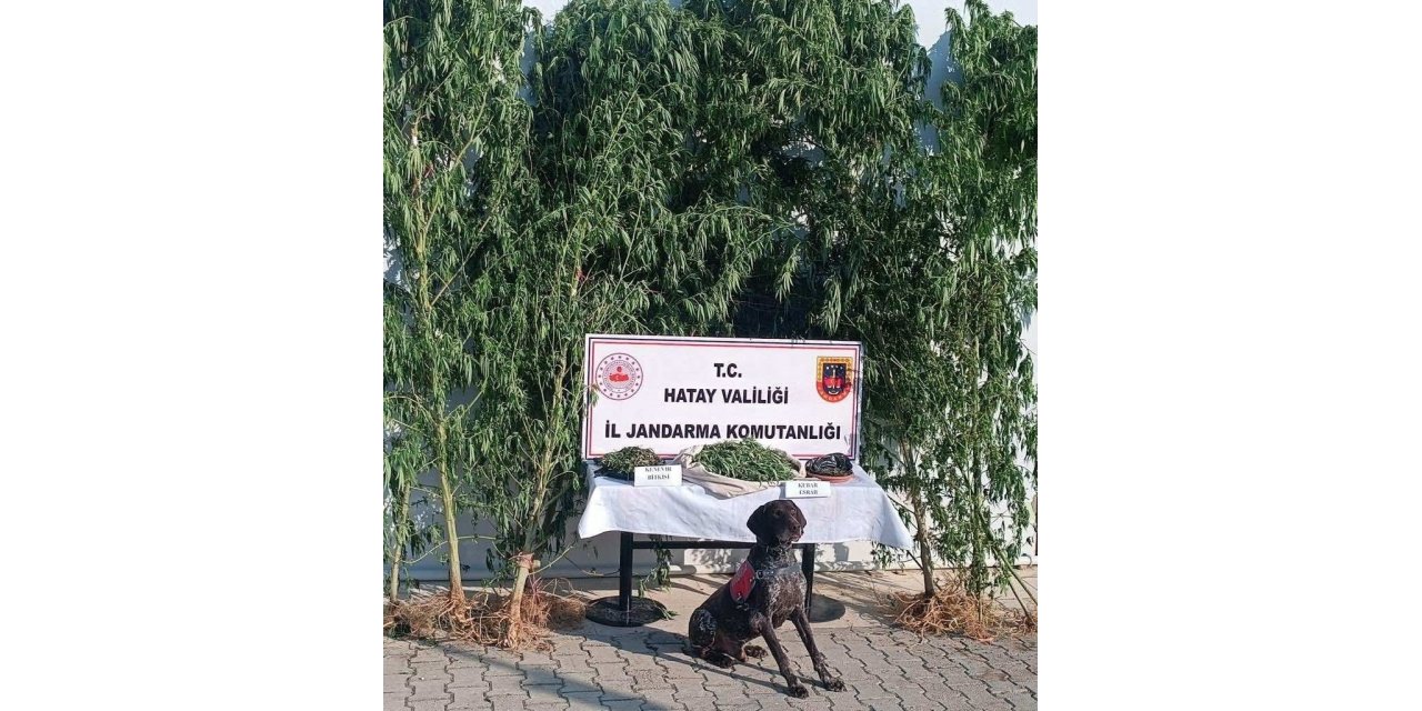 Jandarma 4 kilo esrar, 105 kök Hint keneviri ele geçirdi