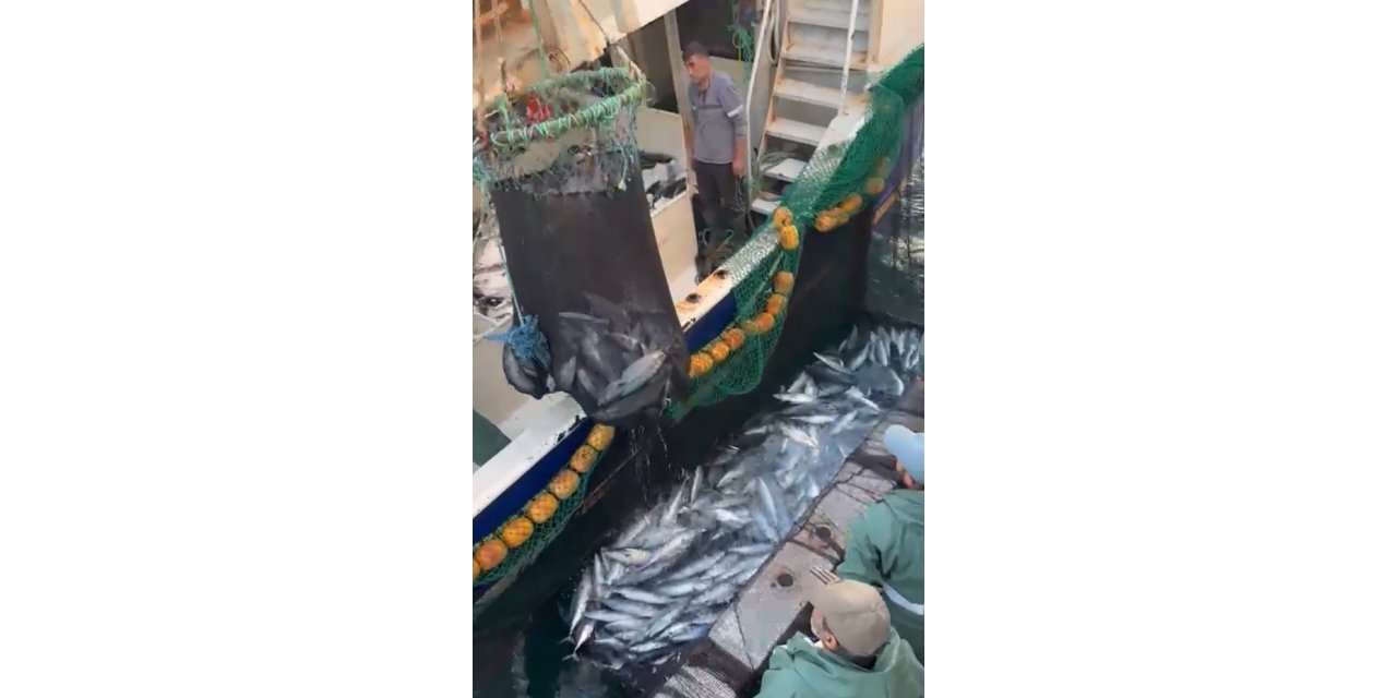 Çanakkale Boğazı’nda torik bereketi