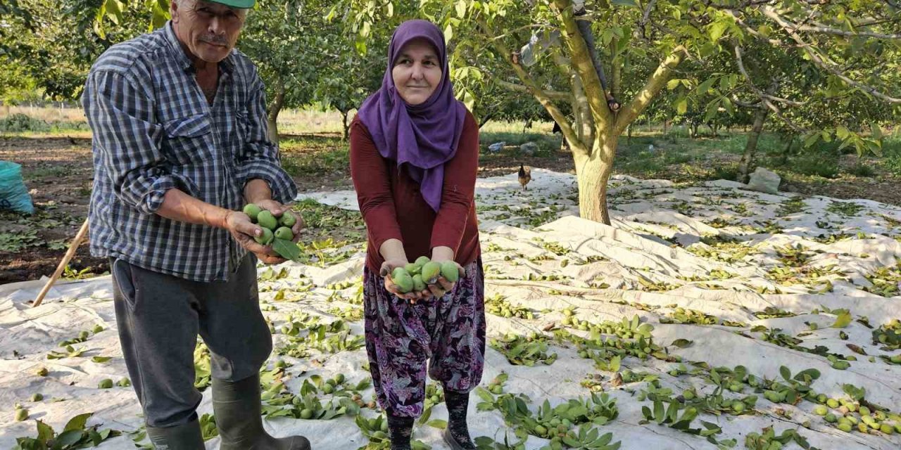 Balıkesir’de ceviz hasadı başladı