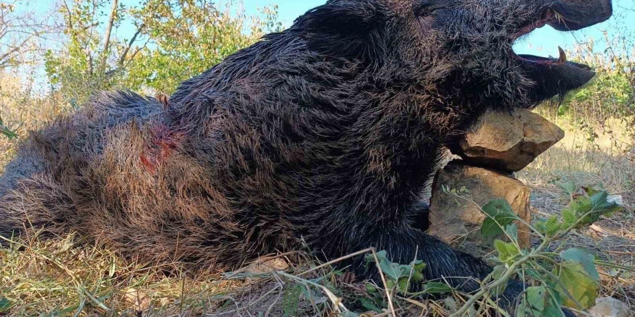 Bilecikli avcılar dev domuzları vurdu