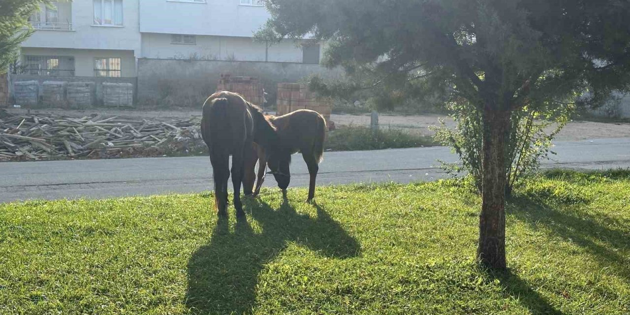 Başıboş atlar her yerden çıkabiliyor