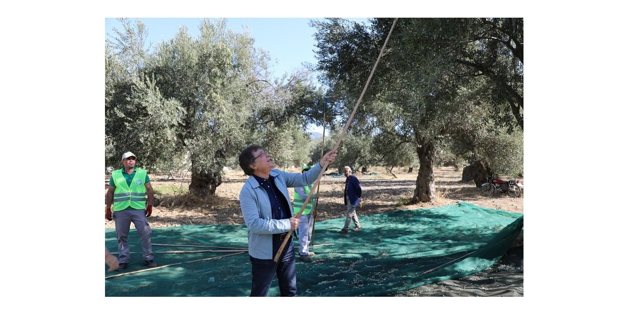 Kazdağları eteklerinde zeytin hasadı başladı