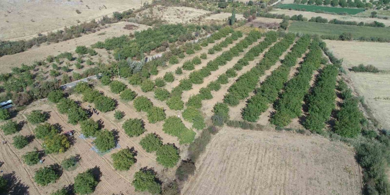Elazığ’da 125 bin ceviz ağacında hasat başladı