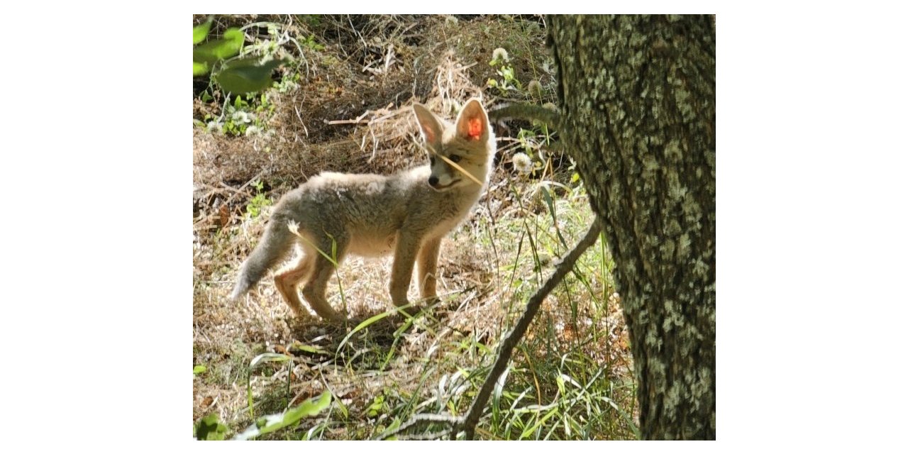 Tunceli’de tilkiler, havadan aşılanacak