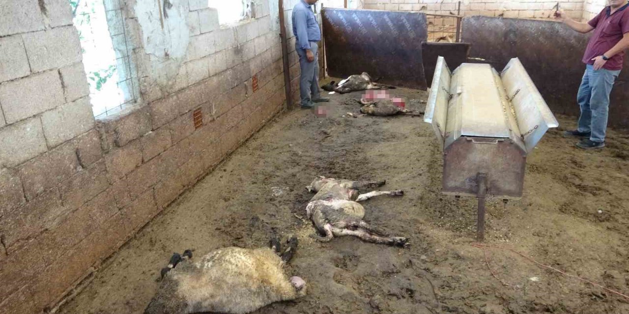 Aç kalan kurt sürüsü ağıldaki koyunlara saldırdı: 15 koyun telef oldu