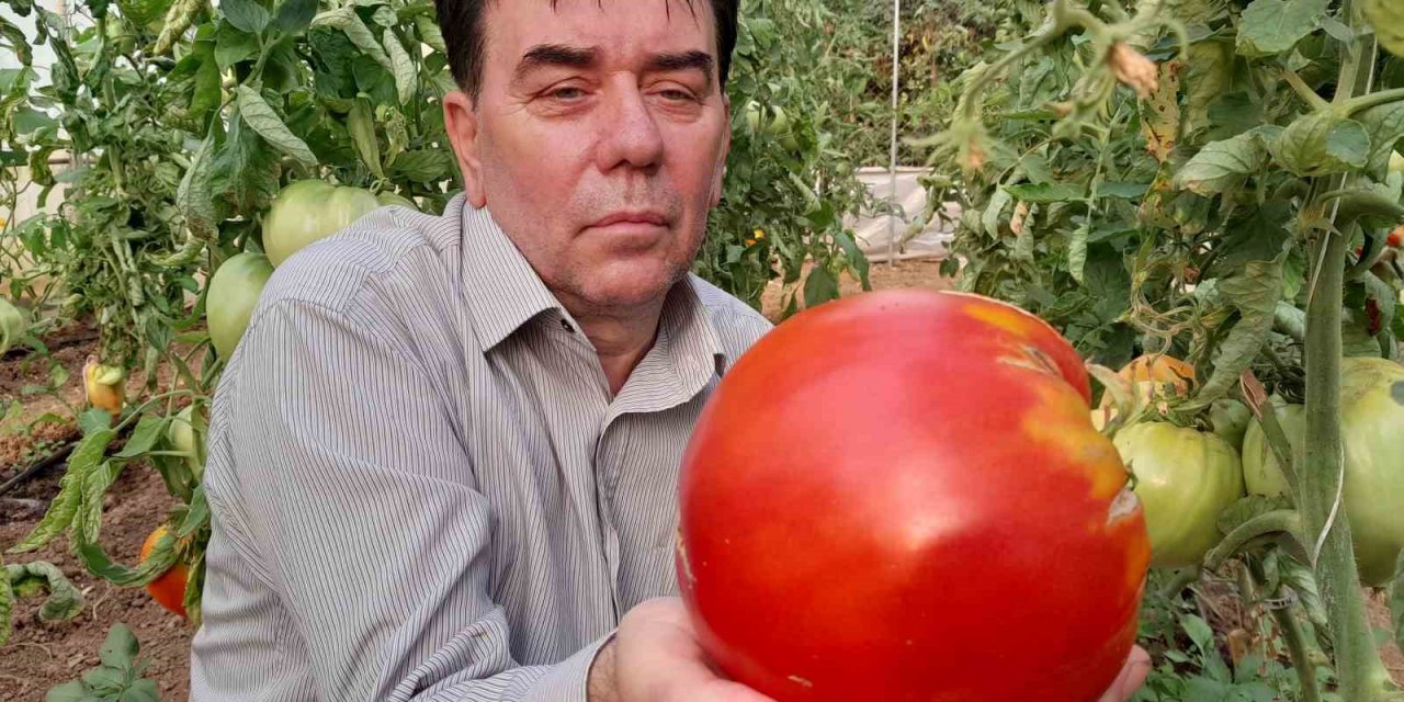 Bilecik’te 1 kilo 712 gramlık domatesi görenler şaşkınlıklarını gizleyemedi