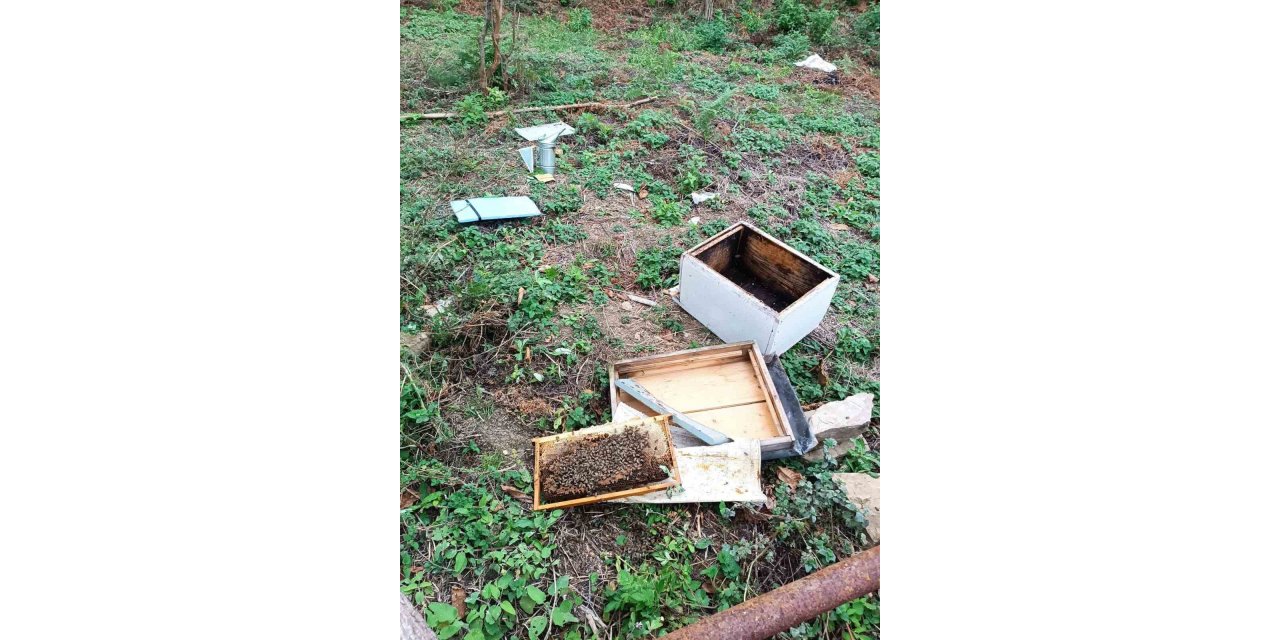 İlçeye kadar inen ayı kovanları parçaladı, incir ağaçlarına zarar verdi