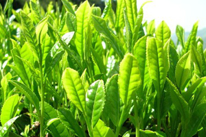 Çayın kanseri tedavi eden özelliği