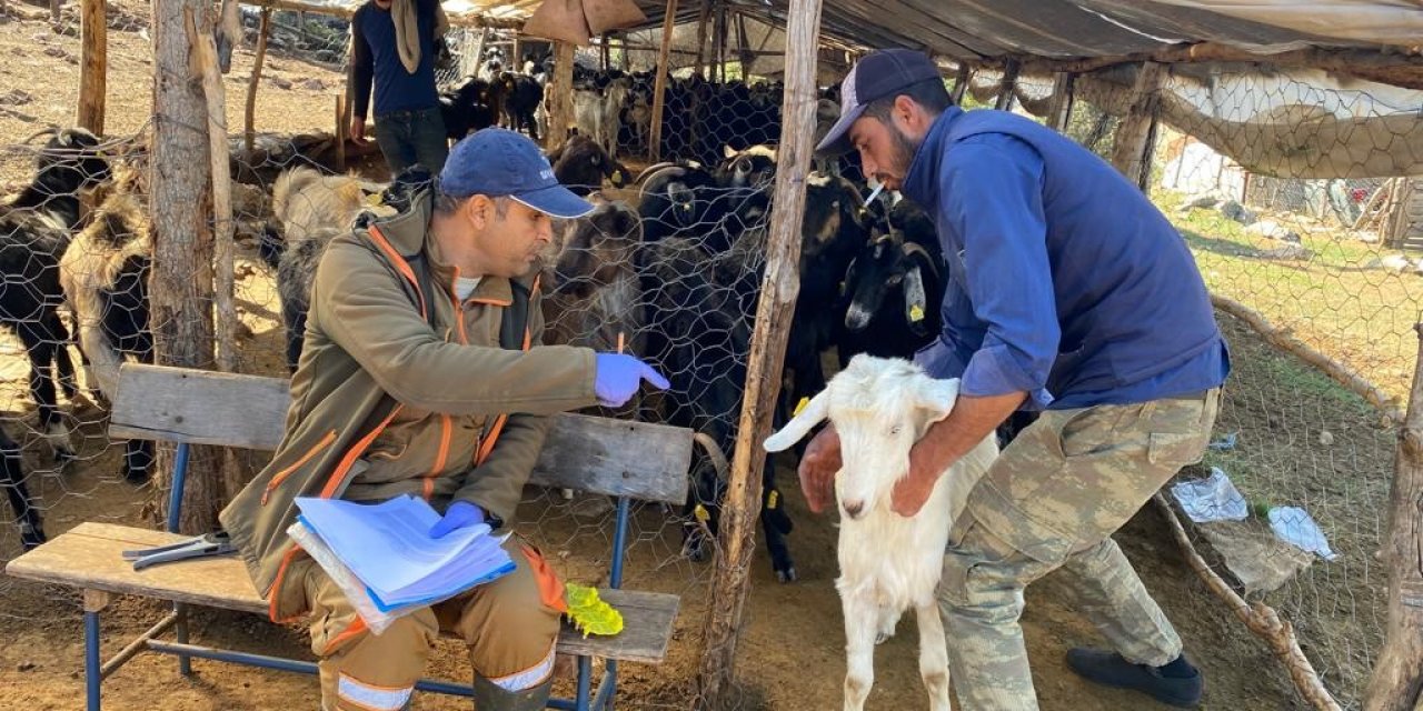 Isparta’da küçükbaş hayvanlar aşılanıyor