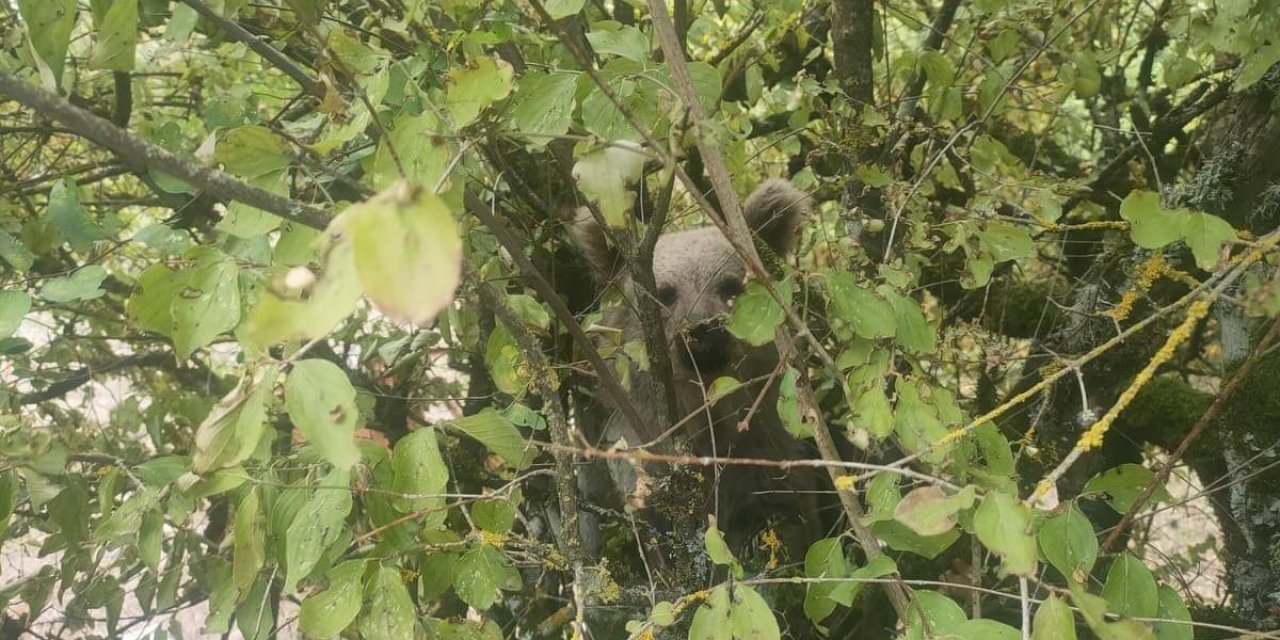 Ağaç üzerinde ayı yavrusu görüntülendi
