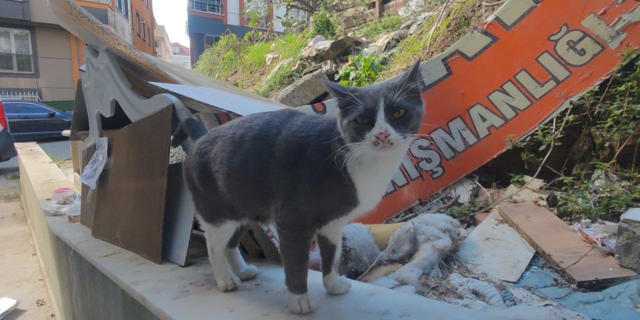 Sultangazi’de kayıp kedileri bulmak için camiden anons yapıldı