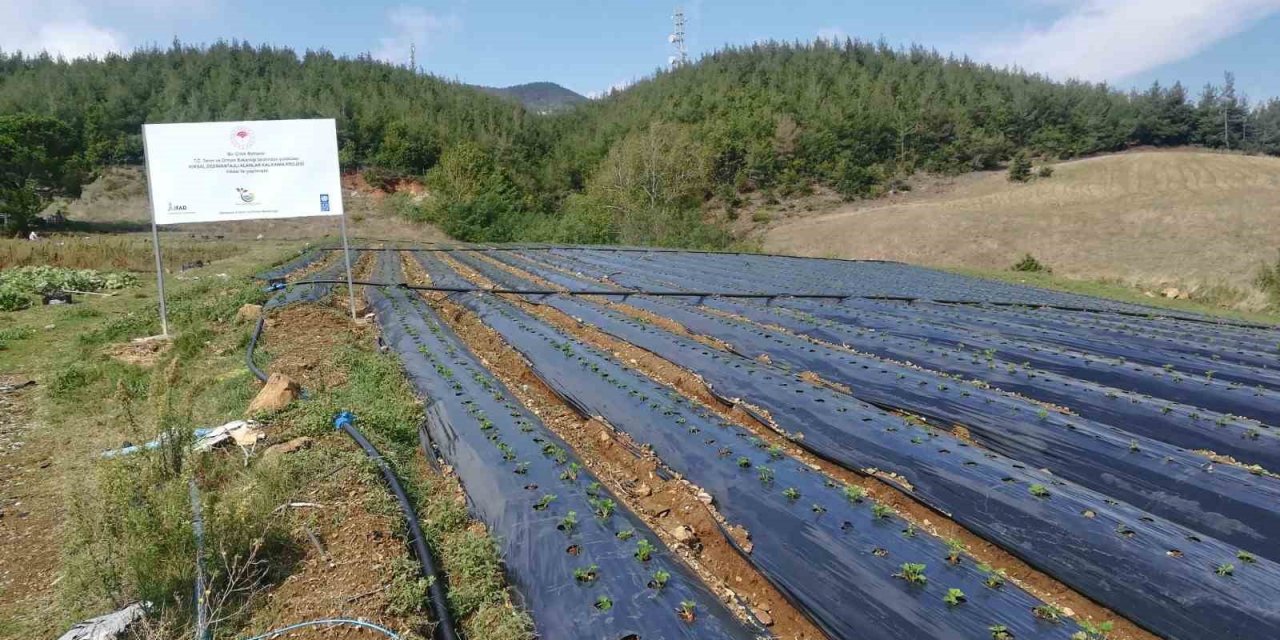 Osmaniye’de 2,5 dönüm alana devlet desteğiyle çilek bahçesi kurdu