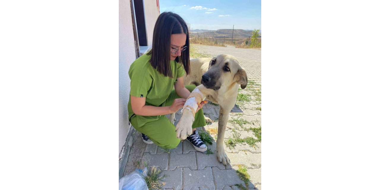 Sorgun’da sokak hayvanları emin ellerde