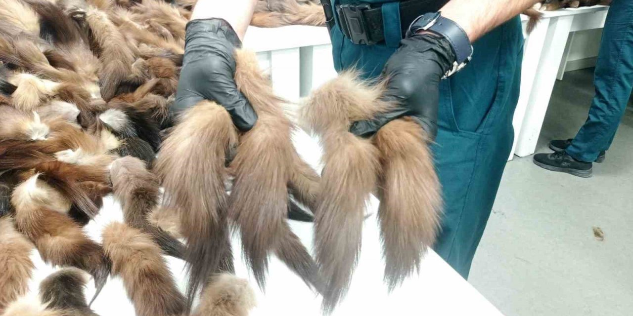 İstanbul Havalimanı’nda 1 milyon 236 bin TL değerinde tilki kuyruğu yakalandı