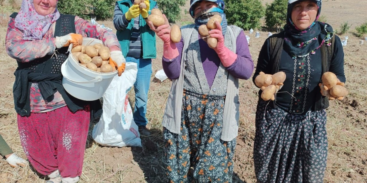 Fazla güneş aldığı için ayrı bir lezzeti olan ‘agria’ cinsi patateste hasat başladı