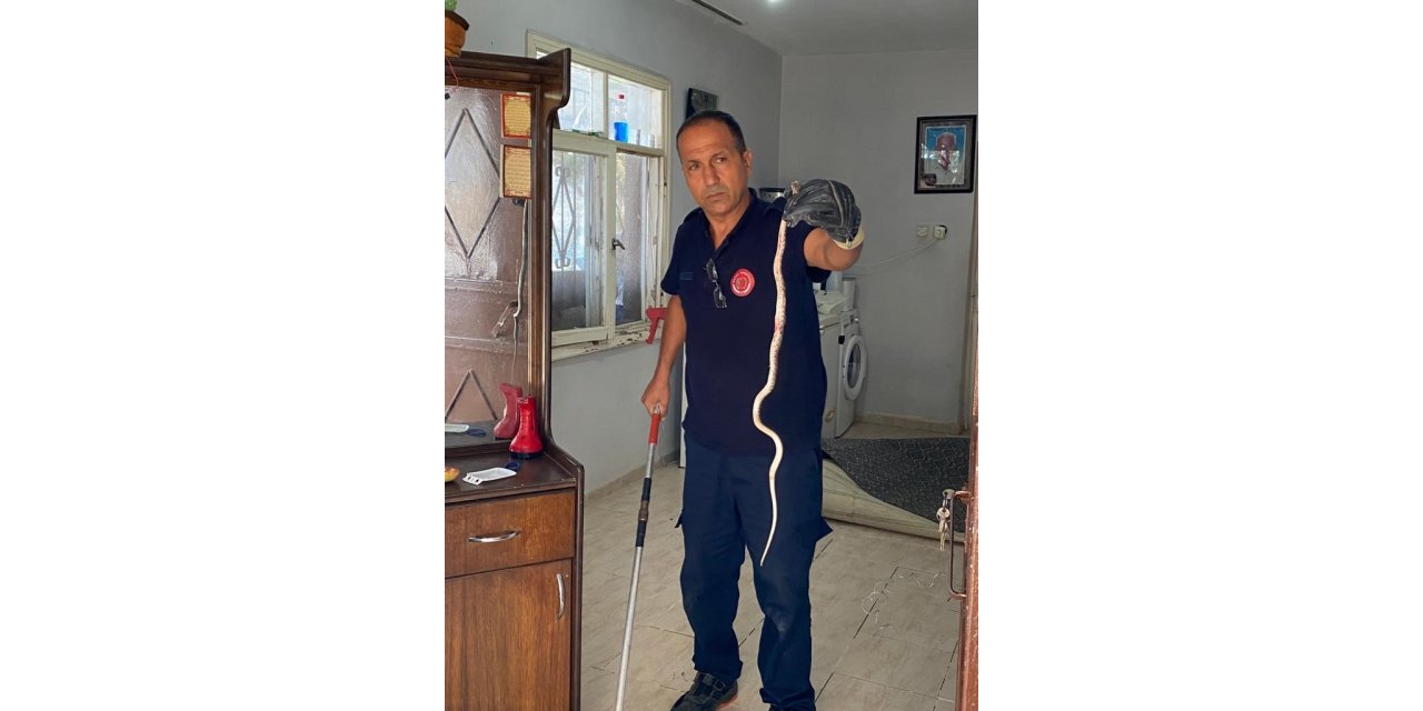 Hatay’da bir eve yılan girdi