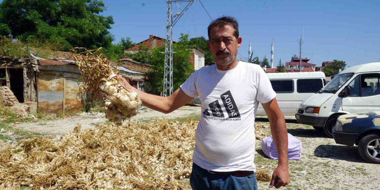 Taşköprü sarımsağında yaşanan verim kaybı üreticisini üzdü