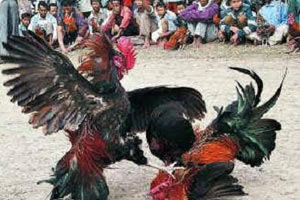 Horoz dövüşü seyircisini 'Horoz' bıçakladı