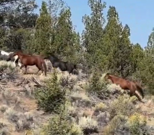 Yılkı atları böyle görüntülendi