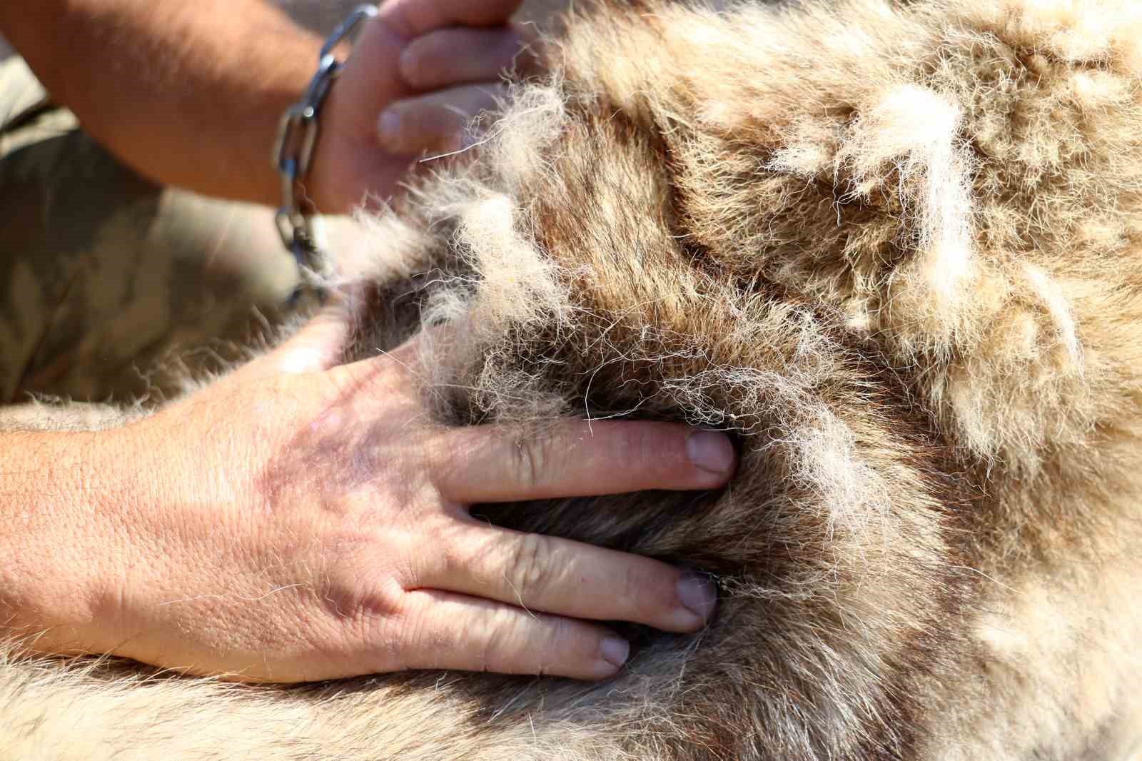 Kangal kürkünden hava tahmini: Bu kış ılıman geçecek