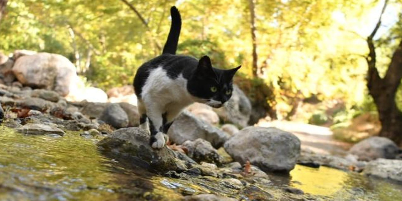 Konyaaltı'nda çirkin görüntü! 'Geyikbayırı’nı keşfedin ama kirletmeyin' tepkisi