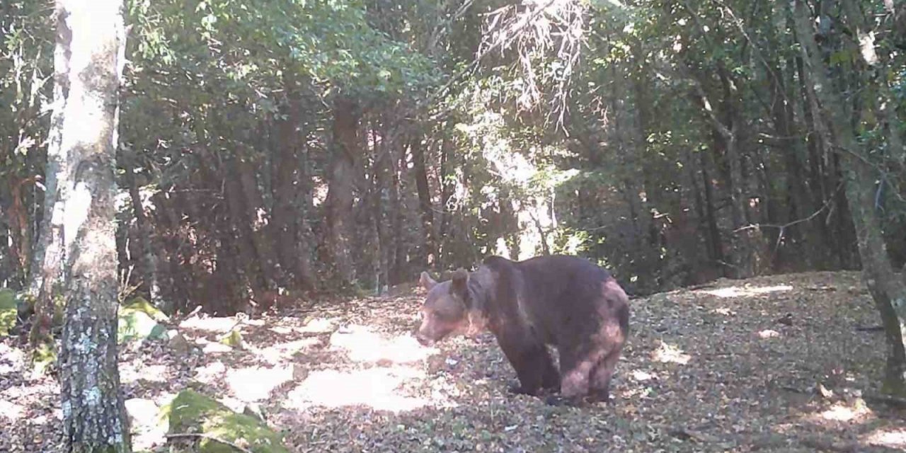 Çanakkale'de Bozayı Var