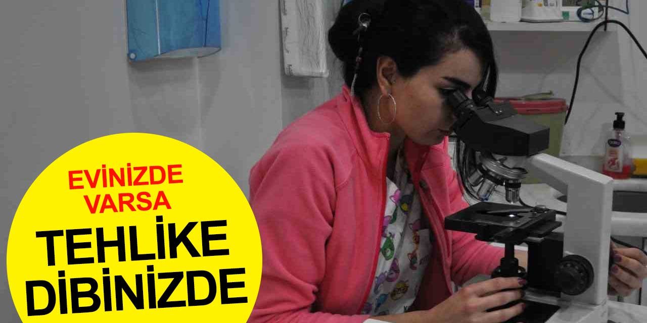 Vakalarda Artış Var: Evinde hayvan besleyenleri bekleyen 1 tehlike