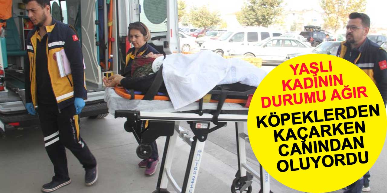 Köpeklerden kaçarken canından oluyordu! Durumu ağır