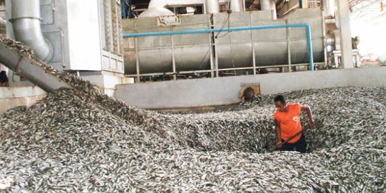 Türkiye balığın unu ve yağından servet kazanıyor