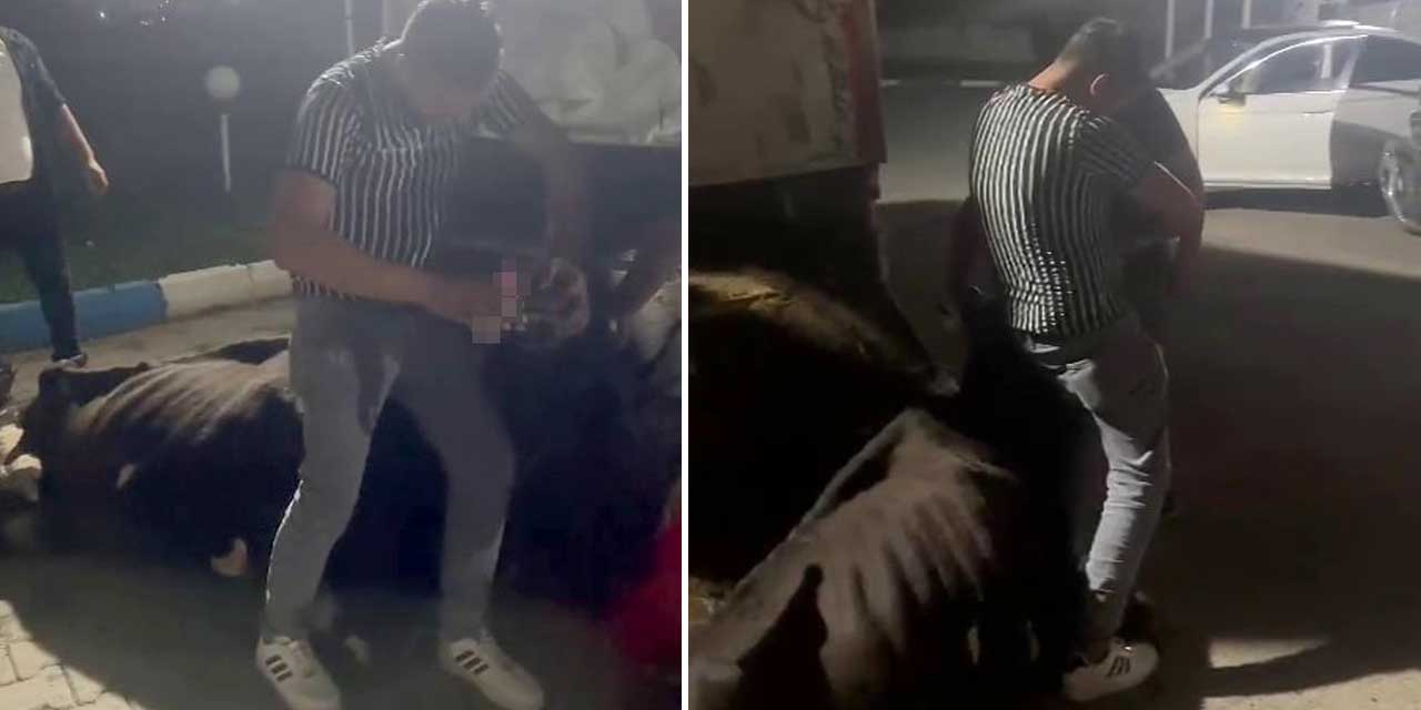 İneğe alkol içirerek eziyet eden 4 kişi için savcılık harekete geçti