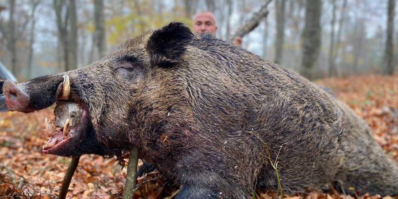 Çiftçilerin başına bela olan yarım tonluk domuz avlandı