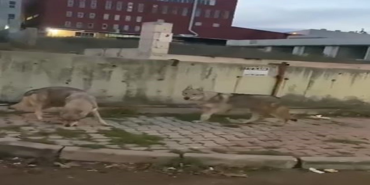 Aç Kalan Kurtlar İstanbul'un Kalbinde! Şehir Merkezine İndiler