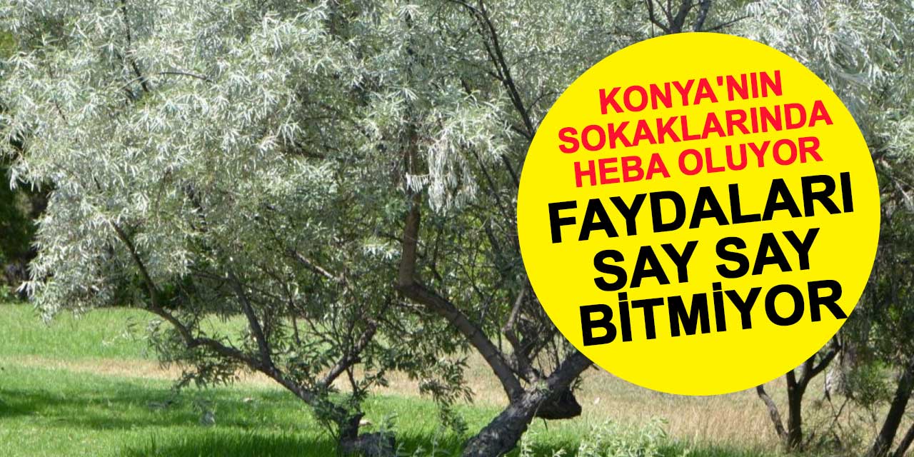 Konya'nın sokaklarında her yıl dökülüyor ve boşa gidiyor! Faydaları say say bitmiyor
