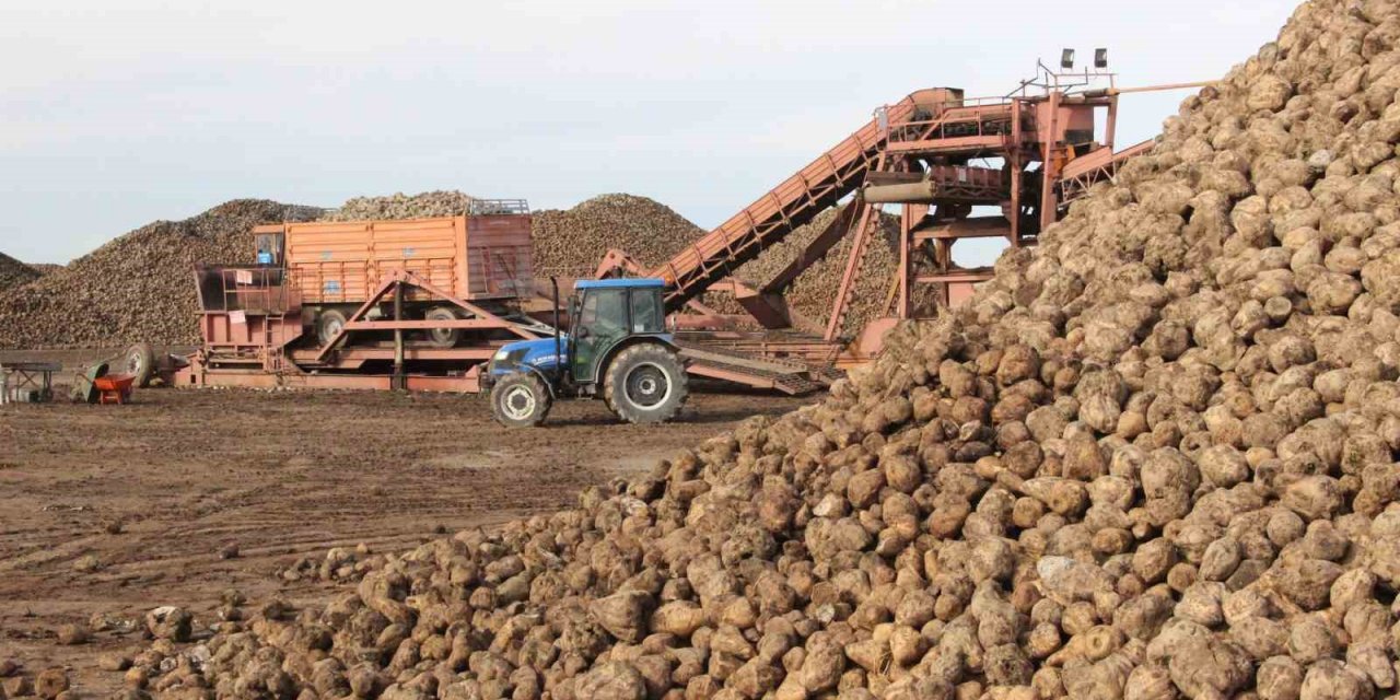 Çiftçiler pancar dağı oluşturdu