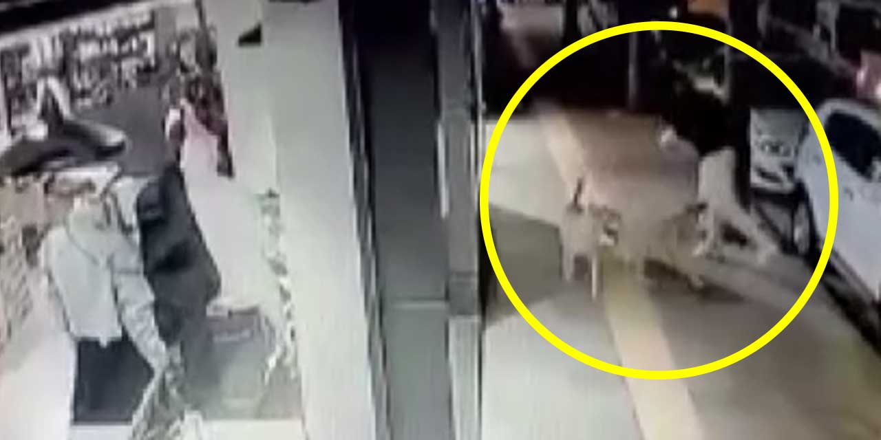 Ankara'da bir köpek saldırısı daha: O anlar güvenlik kamerasında