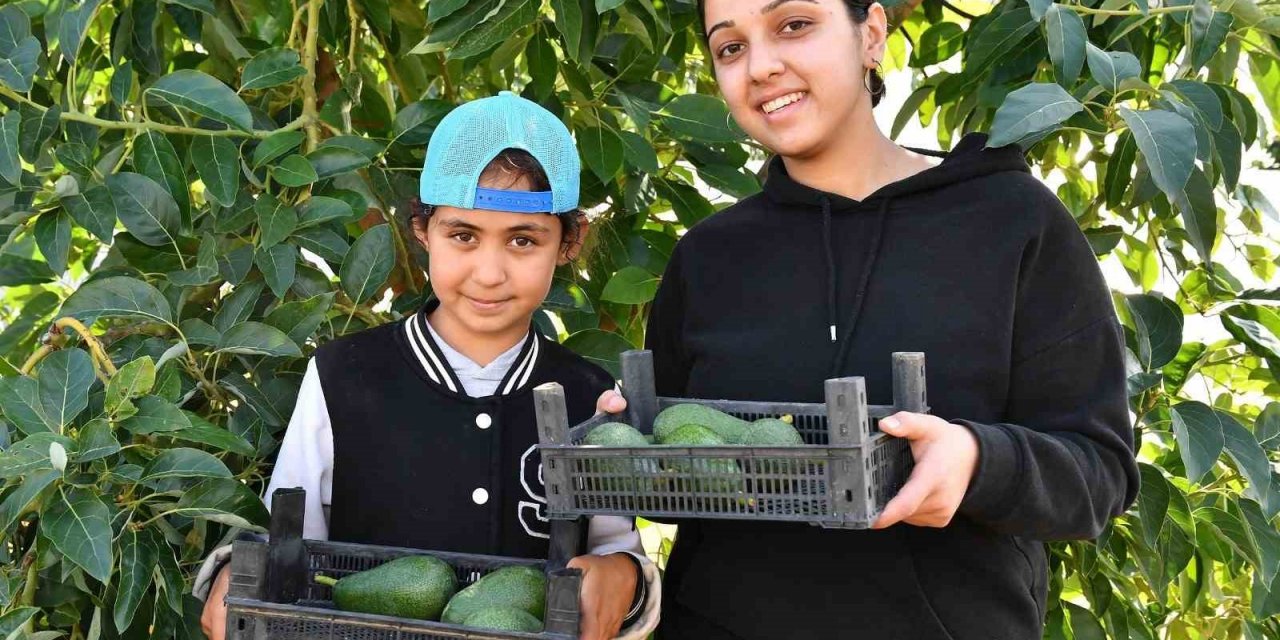 Mersin'de avokado hasadı: Tane tane toplanıp tane tane satılıyor