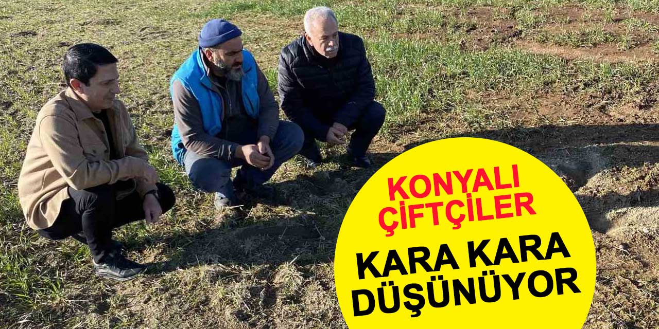 Konyalı çiftçilerin fare ile imtihanı