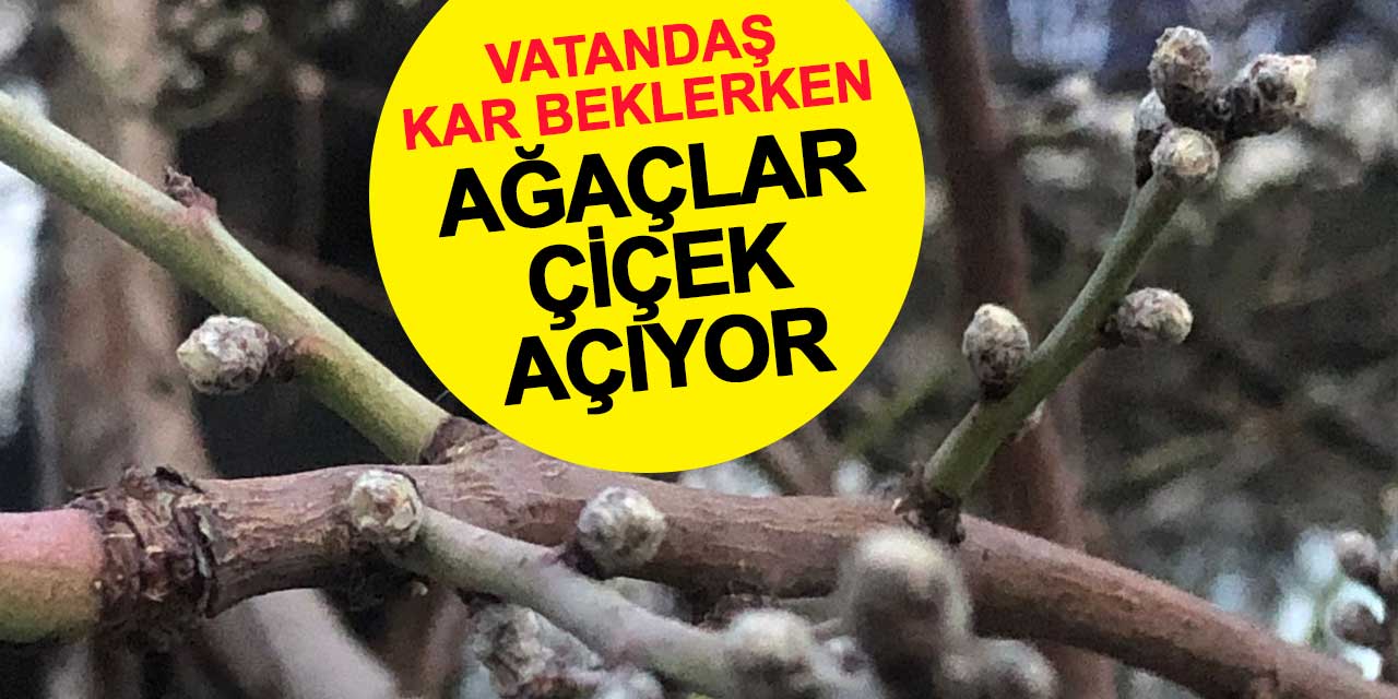 Konya'da vatandaş kar bekliyor, ağaçlar çiçek açmaya hazırlanıyor