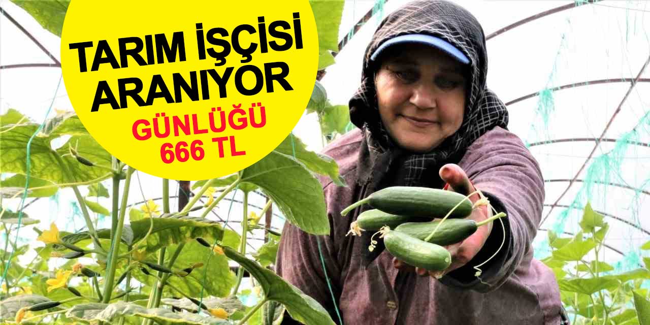 Günlük 666 liraya çalışacak tarım işçisi aranıyor