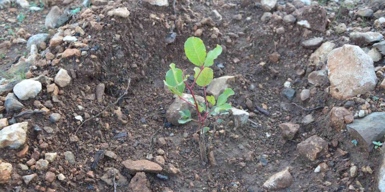 Gülnar'da yanan orman sahası yeniden ağaçlandırıldı